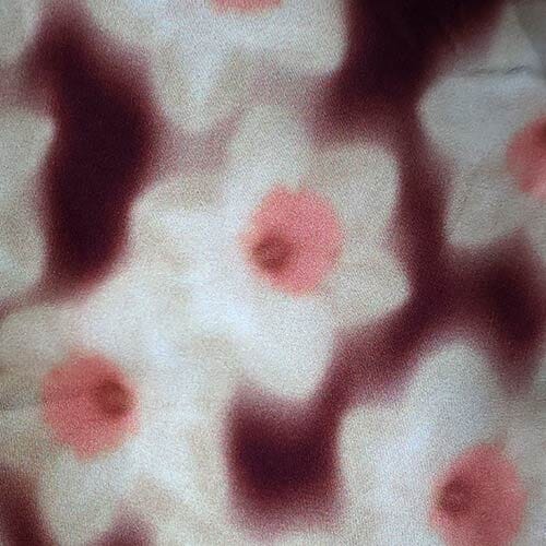 Daffodil Dreamj · Kensington Cdc Silk